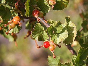 Wax currant Ribes cereum fruit