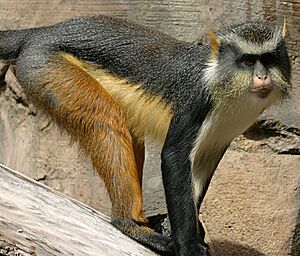 Wolf's Mona Monkey.jpg