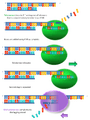 Working principle of telomerase