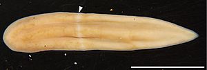 Xenoturbella japonica.jpg