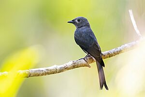 0A2A8011 Ashy Drongo.jpg