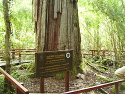 ALERCE O LAHUAN - Parque Nacional Los Alerces - Chubut - Argentina - panoramio