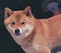 A Shiba Inu