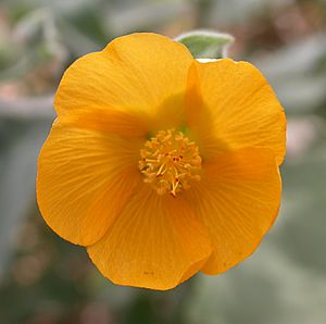 Abutilon palmeri flower 2002-10-14.jpg