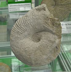 Acanthoscaphites tridens 02