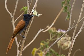 African Paradise Flycatcher