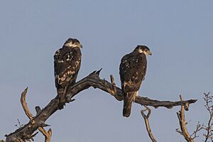 African hawk eagles (Aquila spilogaster) 2