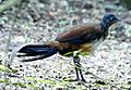 Albert's lyrebird