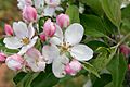 Apple blossoms