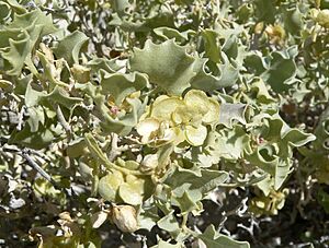 Atriplex hymenelytra bracts.jpg