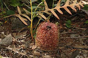 Banksia gardneri.jpg