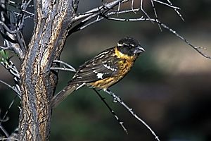 Black-headed Grosbeak Juvenile.jpg