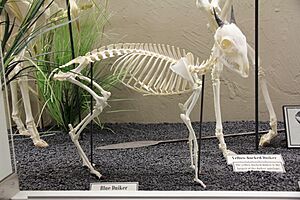 Blue Duiker skeleton