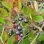 Bog huckleberry.jpg