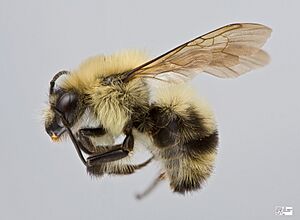 Bombus bimaculatus1