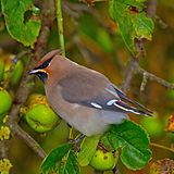 Bombycilla garrulusII.jpg