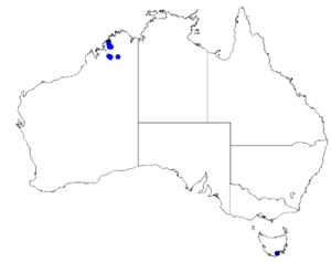 Boronia pauciflora DistMap89.png