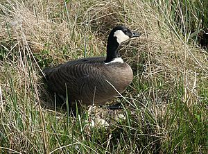 Branta hutchinsii minima