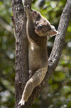 Brisbane Koala Bushlands (7114372167)