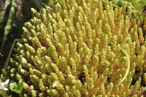 Bryum schleicheri (a, 113615-471046) 7856