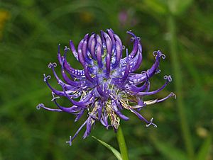 Campanulaceae - Phyteuma orbiculare