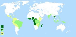 Carte Coffea robusta arabic