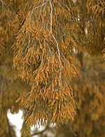 Casuarina cunninghamiana in full flower