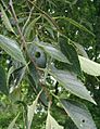 Celtis-caucasica-fruit