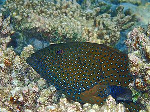 Cephalopholis argus, Maldives