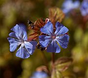 Ceratostigma willmottianum A