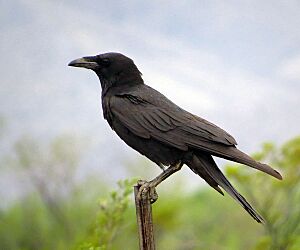 Chihuahuan Raven (18563183721).jpg