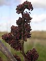 Columella flowers