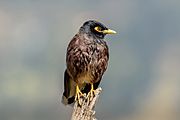 Common Mynah (डाङ्ग्रे रुपी) 2