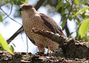 Cooper's Hawk with kill