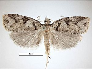 Ctenopseustis obliquana male.jpg