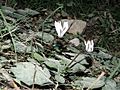 Cyclamen balearicum Mallorca 002