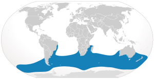 Cypron-Range Eubalaena australis.svg