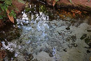 Dancing Sands spring