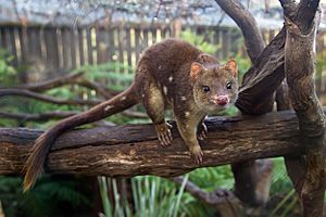 Dasyurus maculatus - Bonorong