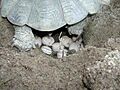 Deposition eggs Testudo marginata sarda