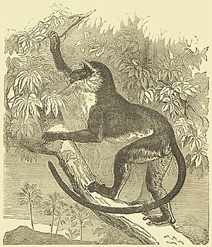 DianaMonkey Darwin.jpg