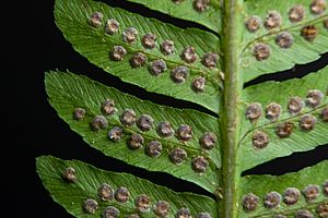 Dryopteris goldiana7