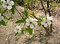 Exochorda racemosa1