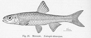 FMIB 51354 Minnow Notropis telescopus.jpeg