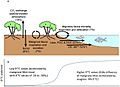 Fate of mangrove primary production