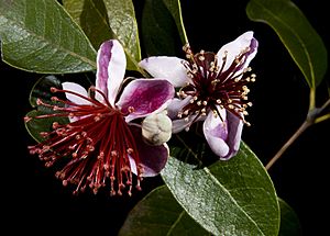 Feijoa sellowiana 