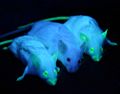 GFP Mice 01