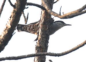 GiantNuthatch