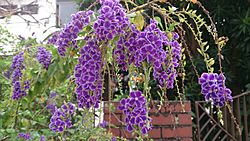 Golden Dewdrop (Duranta erecta)