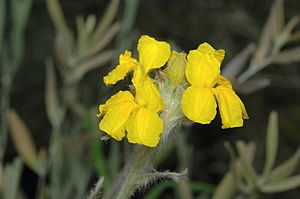 Goodenia glomerata.jpg